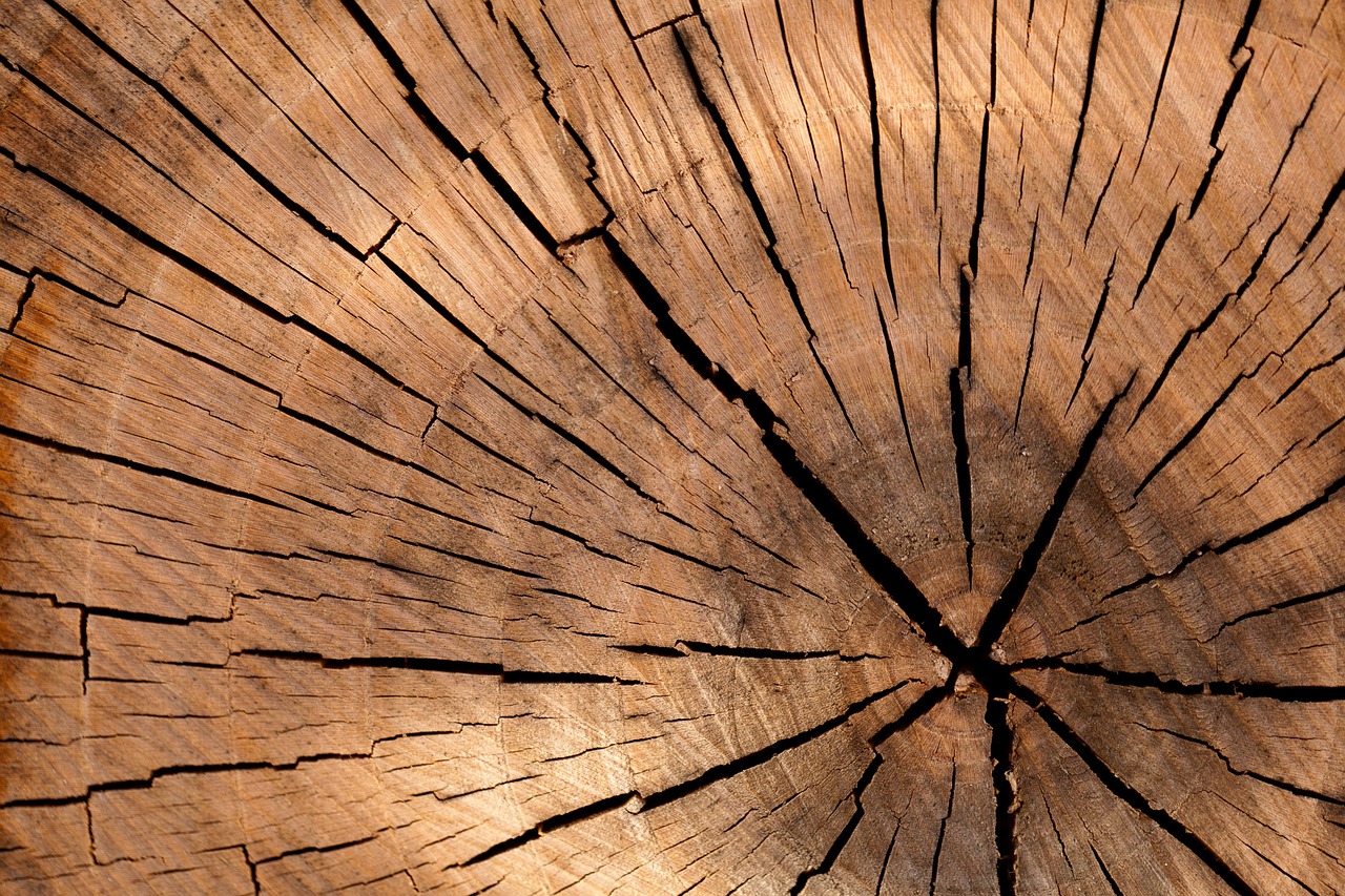 Cómo elegir la madera para tallar?